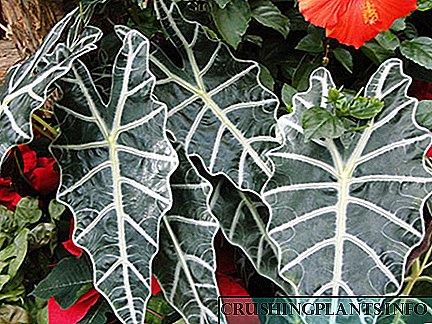 Hoe om na Alocasia by die huis Amazon Polly te sorg