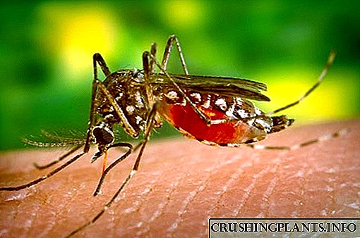 Како да се одвратат комарците и да се третираат каснувањата од инсекти