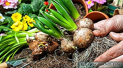 Cara mindhah hyacinth: nuansa prosedur kanggo kembang njero ruangan lan kebon