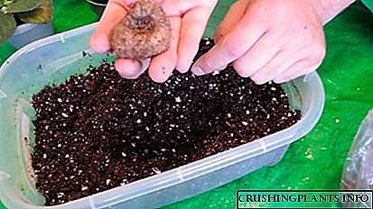 Hoe om gloxinia te plant: kies 'n pot en grond