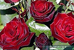 Kumaha melak kembang mawar tina karangan - ngembang sareng metode dasar pikeun miara cuttings