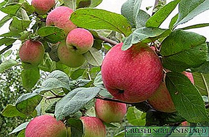 Kako posaditi stablo jabuke bez greške