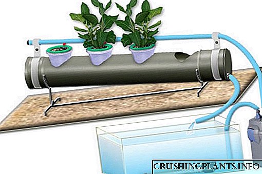 Cara nggunakake hydroponics kanggo ngembangake sayuran lan kembang?