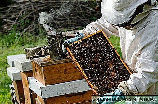 Cara ngatur beekeeping kanggo pamula