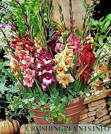 Kako saditi i njegovati gladiole u loncima