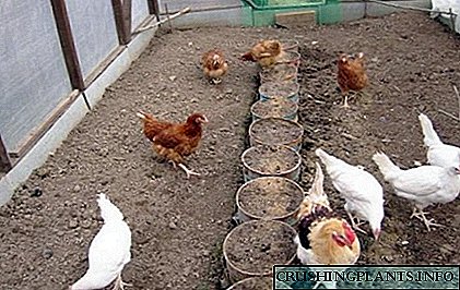 چکن کے گروں کو کس طرح استعمال کریں اور ان کو پالیں؟