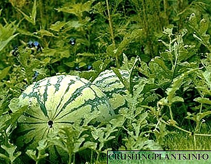 Sut i gymryd olew watermelon er mwyn elwa?