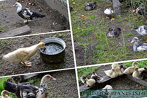 Како правилно да ги одржуваме и храниме патките дома