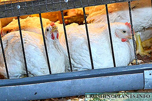 پنجروں میں برائلرز کی مناسب طریقے سے نشوونما کیسے کی جاسکتی ہے یا مرغی کو کیا حالات پیدا کرنے کی ضرورت ہے۔