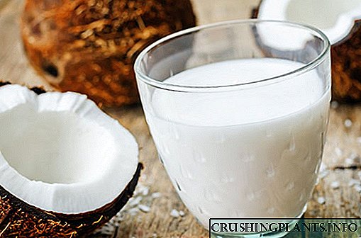 Si të prodhoni dhe konsumoni qumështin e arrës së kokosit