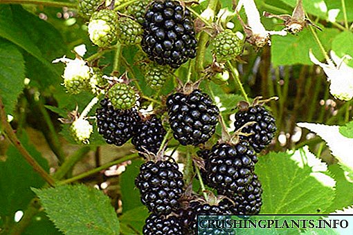 Kepiye penyakit blackberry nyata lan cara ngatasi