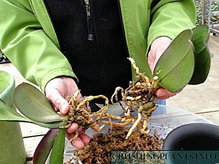 Orkide qanday ekish kerak: atamalar va usullar