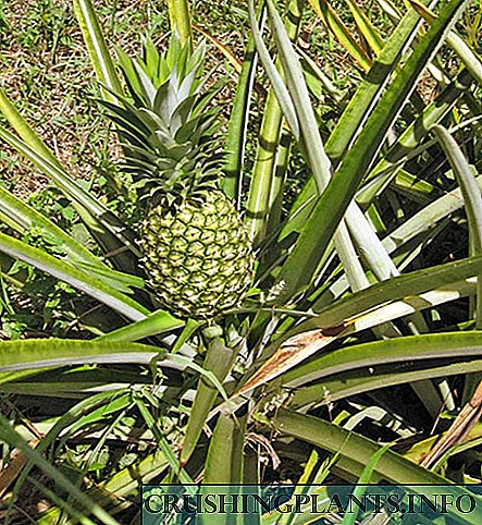 Pawa pineappleyê li ser nebatan, di xaniyekî serhişk û li apartmanekê de mezin dibe