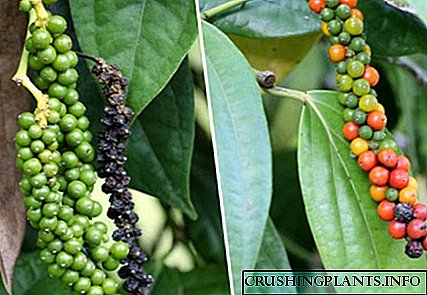 Како расте црната пиперка: опис на растението и карактеристиките на одгледувањето