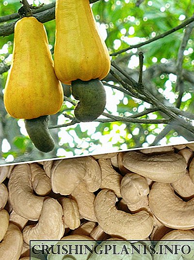 Hvernig cashews vaxa eða einstök ávextir - hnetur á epli