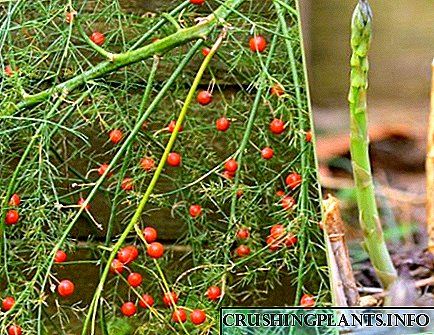 Paano lumalaki ang asparagus: mga tampok ng lumalagong iba't ibang mga species