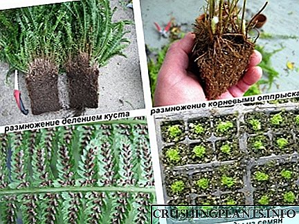 Како се растат паправите: четири начини да се добие ново растение