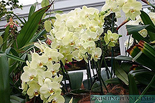 Како да се размножува орхидејата дома
