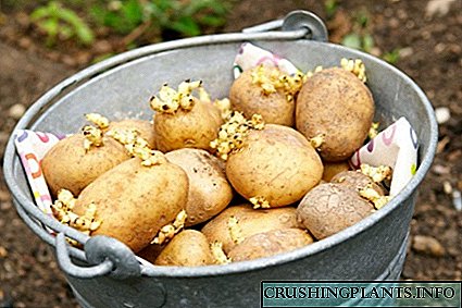 Kif tħawwel patata: preparazzjoni tal-ħamrija u tuberu, karatteristiċi tat-tħawwil