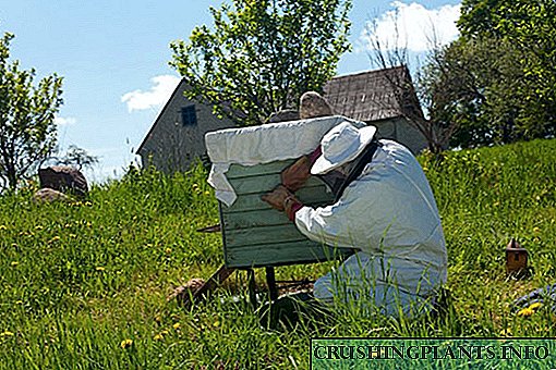 Како да се направи положување на пчелите во пролет: видео и опис на методите