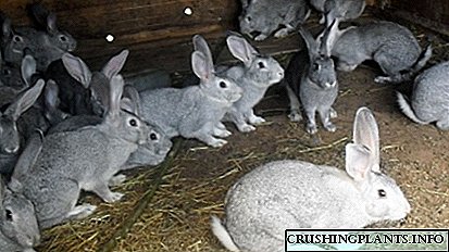خرگوش کو کیسے رکھیں: سیل اور مفت افزائش۔