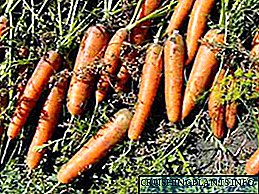 Cara ngirit wortel