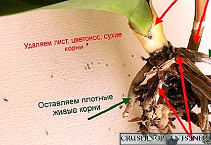 Como salvar unha orquídea: reanimación dunha planta con raíces podres