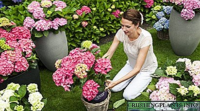 Hoe om hortensia te versorg: kenmerke van groeiende tuin- en binnenshuise plante