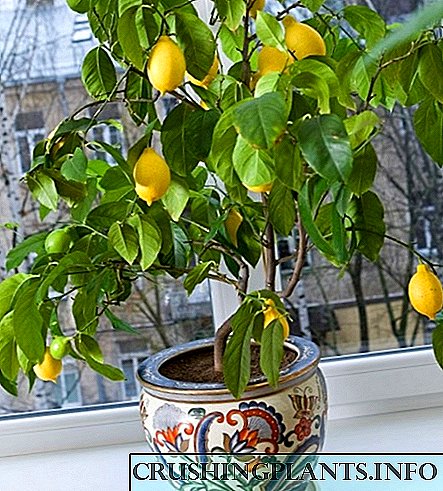 چگونه از لیمو مراقبت کنیم تا میوه در خانه داشته باشد
