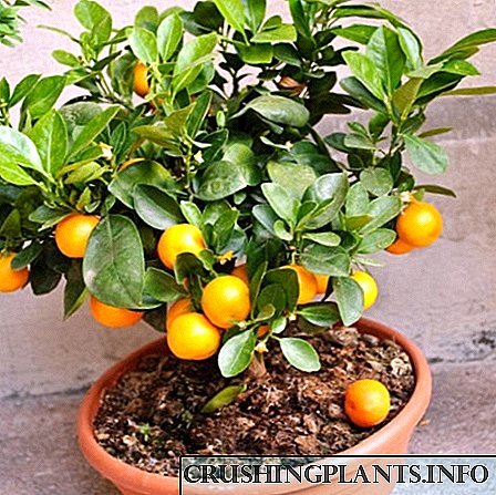 Kako se brinuti za drvo mandarine?