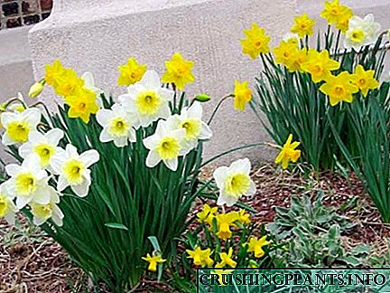 Cara ngrawat daffodil - tuwuh primroses ing kebon