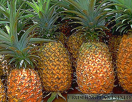 Како да изберете и заштедите свеж ананас