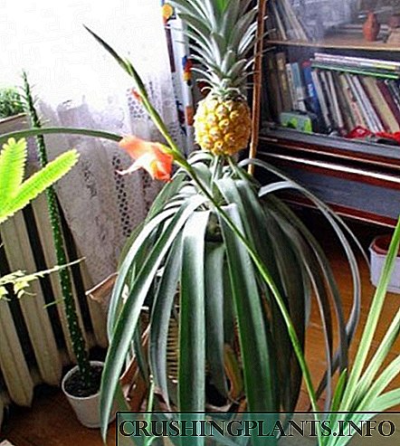 Како да одгледувате мирисна вкусна ананас дома