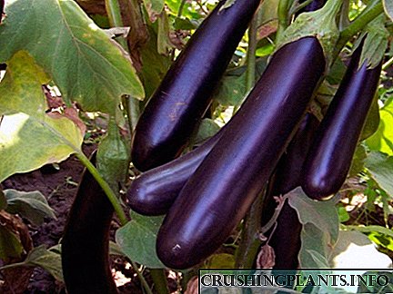 Yuav ua li cas cog eggplant: tseem ceeb nuances ntawm cog thiab kev saib xyuas