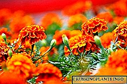Kako uzgajati marigolde na svojoj web lokaciji