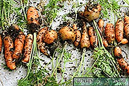 Како да пораснете добар морков во земјата