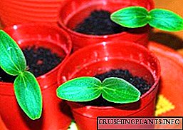 Како да растат добри садници краставици дома?