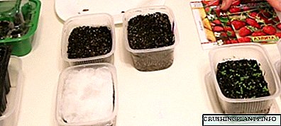 Kako uzgajati jagode iz sjemena: kada i kako sijati, kako pripremiti sjeme