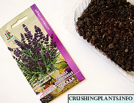 Olee otú na-eto eto lavender si mkpụrụ: zoro ezo nke germination na aghụghọ nke agha