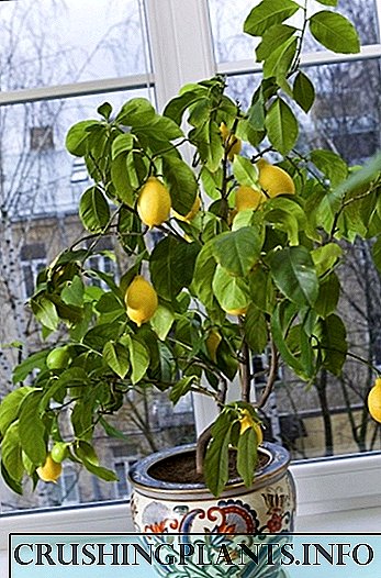 Como cultivar limón na casa - cítricos interiores de mudas e sementes