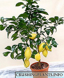 Si të rritet limoni nga fara në shtëpi