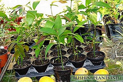 Si të rriten mango nga fara: përzgjedhja, mbirja dhe mbjellja