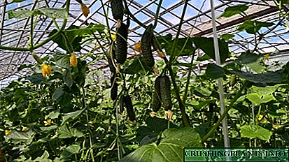 نحوه رشد خیار در گلخانه: به طور خلاصه در مورد کاشت و مراقبت