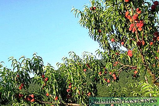 Ինչպես աճեցնել դեղձի ծառ և առատ բերք ստանալ
