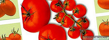 Uyda pomidor ko'chatlarini qanday etishtirish kerak?