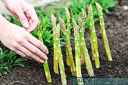 Cara tuwuh wiji asparagus, delenki lan potongan