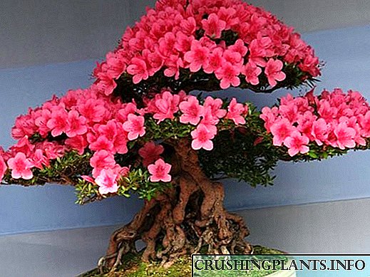Kif tikber Sakura Bonsai fid-dar