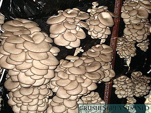 Како да растете остриги печурки дома, препораки и корисни совети