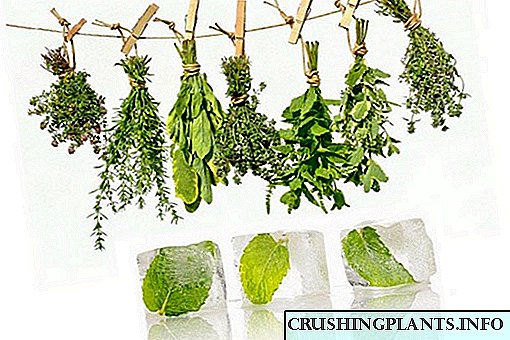 Cara nyiyapake herbs kanggo mangsa: tips saka ahli