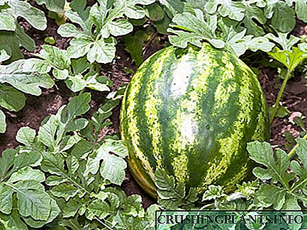 Pa afiechydon sydd gan ein hoff watermelons?